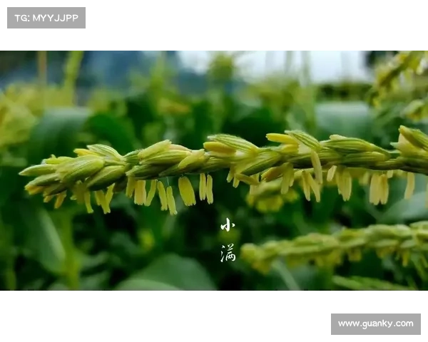 在小满时节探寻自然魅力 感受大地生机与四季更迭的和谐美好