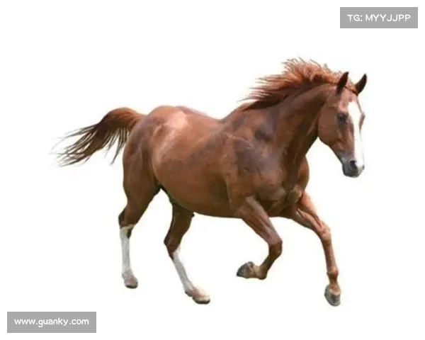 如何全面提升汗血宝马的实力与表现 完整训练与养护指南