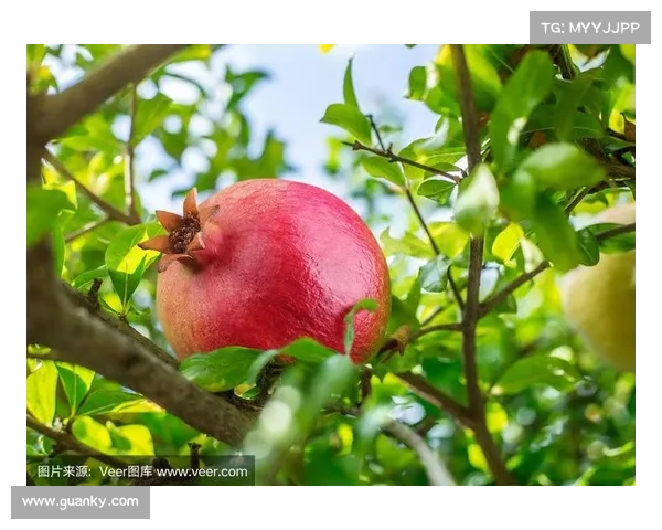 提高高地红石榴果实质量的关键技术与管理措施探讨