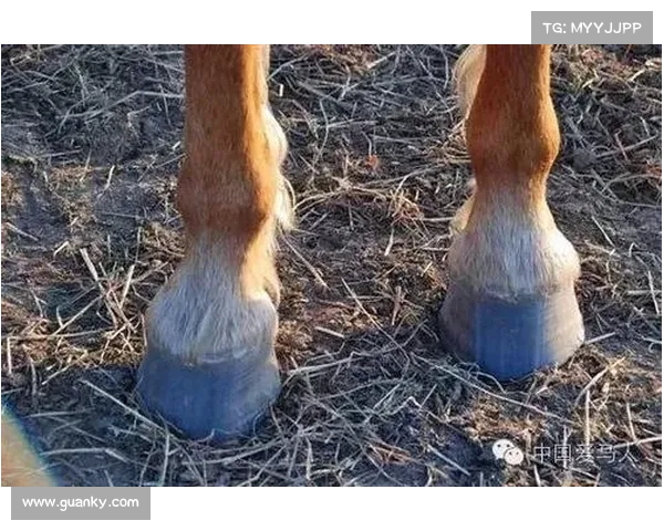 马的脚趾结构解析及与其他动物脚部构造的对比分析
